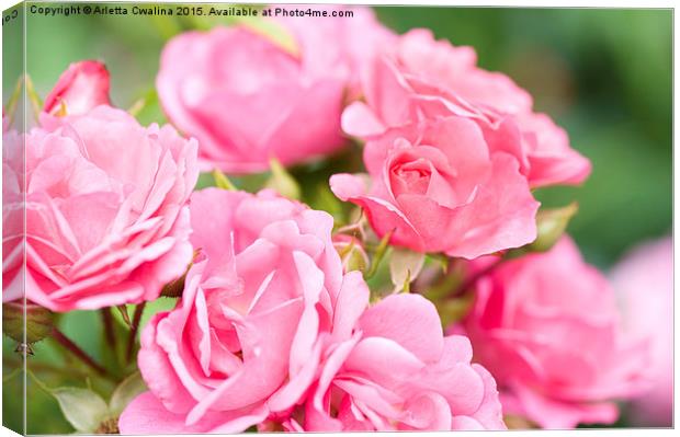 Beautiful pink roses bunch  Canvas Print by Arletta Cwalina