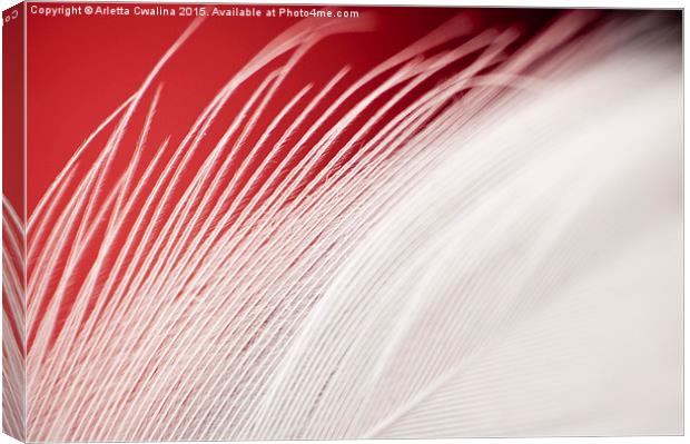 Extreme closeup of white feather on red  Canvas Print by Arletta Cwalina