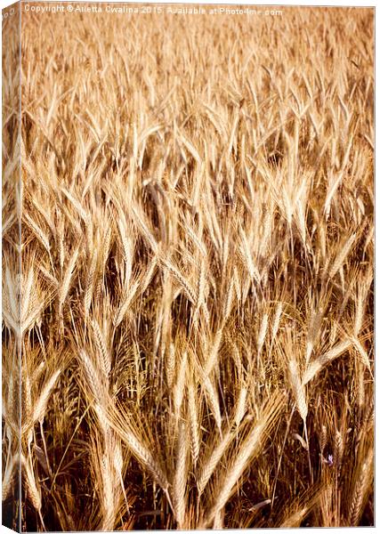 Plenty golden cereal grain ears on field  Canvas Print by Arletta Cwalina