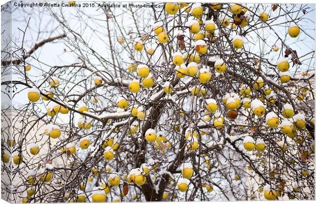 old apples sag on tree in snow Canvas Print by Arletta Cwalina