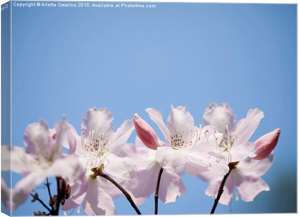 Bunch of pink Rhododendron called Azalea  Canvas Print by Arletta Cwalina