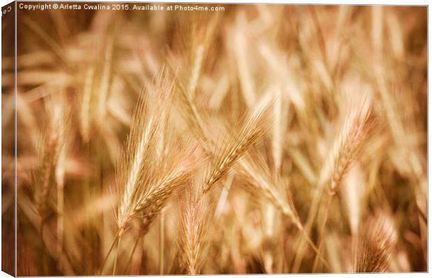 Golden ripe cereal ears grow on field  Canvas Print by Arletta Cwalina