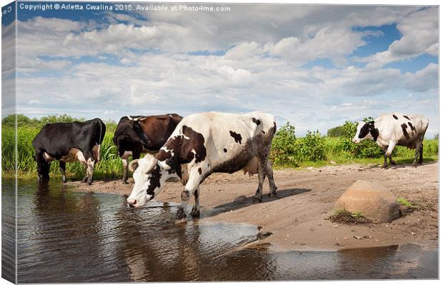Herd of cows walking across puddle  Canvas Print by Arletta Cwalina