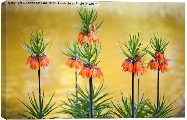 Orange lily flowers Fritillaria imperialis  Canvas Print by Arletta Cwalina