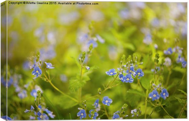 Veronica chamaedrys named speedwell Canvas Print by Arletta Cwalina