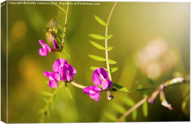 Vicia or Vetch pink flowering in meadow macro  Canvas Print by Arletta Cwalina