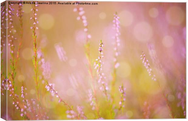 pink heather macro blurred Canvas Print by Arletta Cwalina