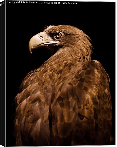Aquila chrysaetos Golden eagle  Canvas Print by Arletta Cwalina