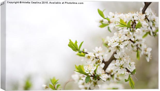 Blooming Cerasus cherry tree Canvas Print by Arletta Cwalina