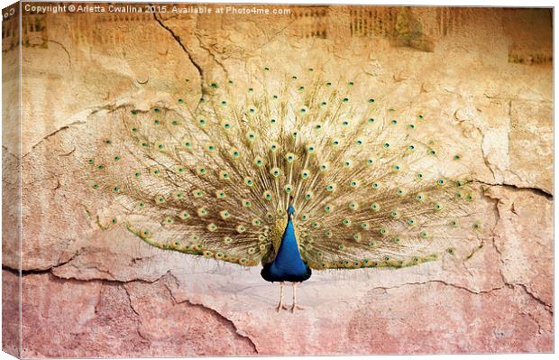 Peacock bird textured background Canvas Print by Arletta Cwalina