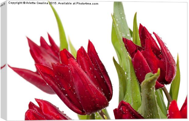 Red tulip heads sprinkled Canvas Print by Arletta Cwalina