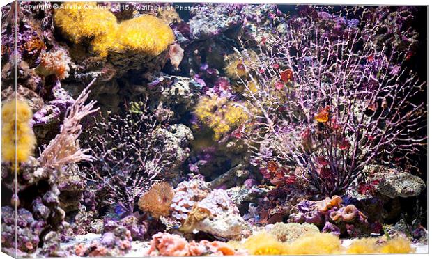 Coral reef aquarium in zoo Canvas Print by Arletta Cwalina