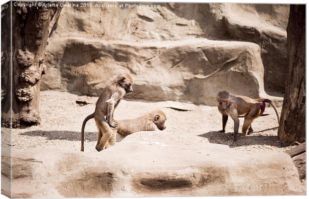 Baboons monkeys having sex Canvas Print by Arletta Cwalina