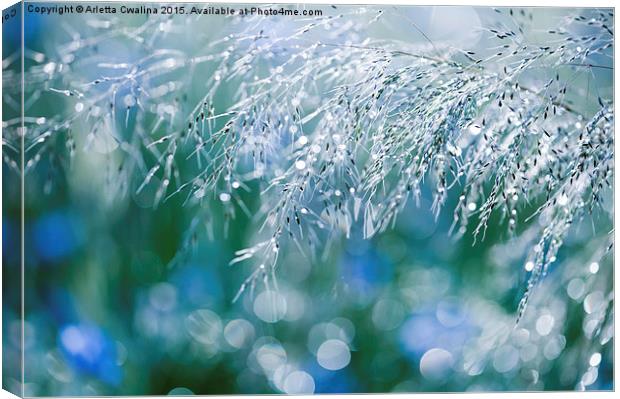 Blue green grass shining Canvas Print by Arletta Cwalina