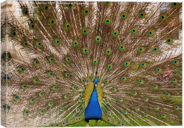 Peacock display colourful tail Canvas Print by Arletta Cwalina