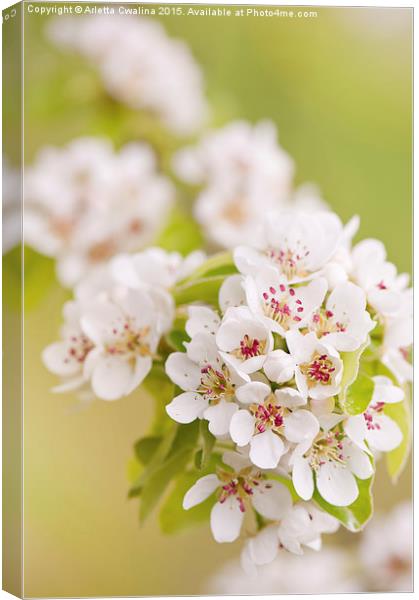 Pear white flowering tree detail Canvas Print by Arletta Cwalina