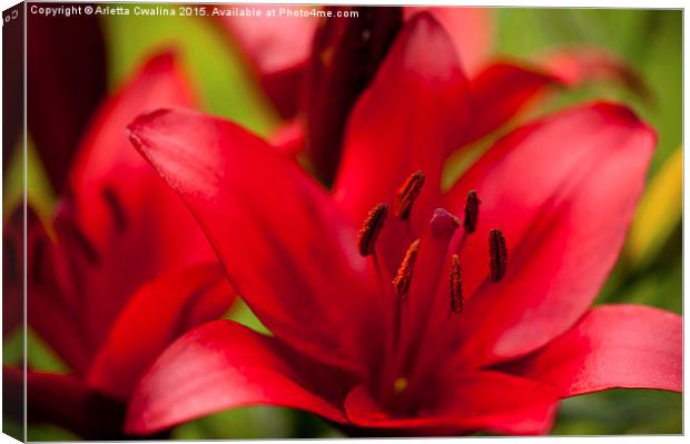 Red Lily stamens macro Canvas Print by Arletta Cwalina