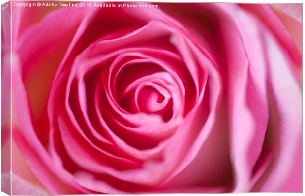 Pink rose flower petals macro Canvas Print by Arletta Cwalina