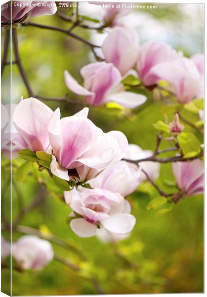 Pink magnolia buds in spring Canvas Print by Arletta Cwalina