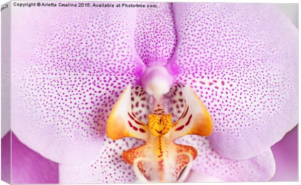 Pink spotted Orchid macro Canvas Print by Arletta Cwalina