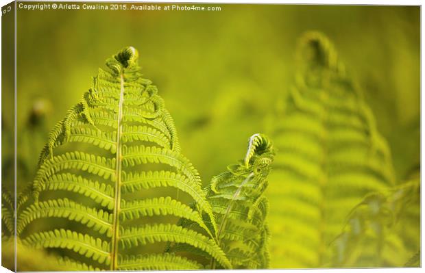 Flourish fresh fern foliage Canvas Print by Arletta Cwalina