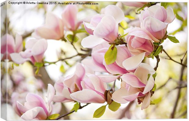 Pink magnolia flowers in spring Canvas Print by Arletta Cwalina