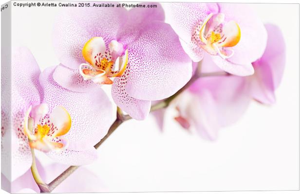 Pink speckled Orchid flowers Canvas Print by Arletta Cwalina