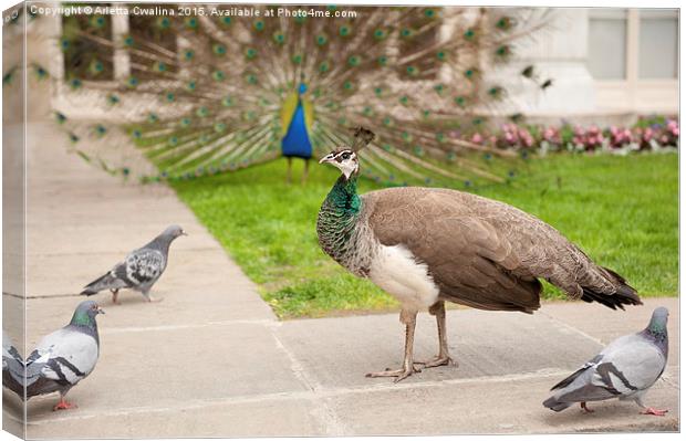 Peacock birds wooing Canvas Print by Arletta Cwalina