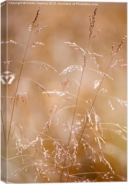 Grass inflorescences blurred Canvas Print by Arletta Cwalina