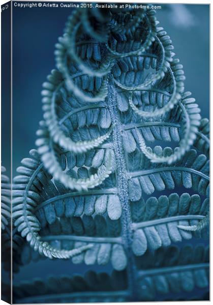 Twisted fern blue leaf macro Canvas Print by Arletta Cwalina