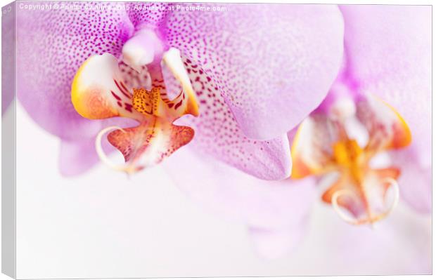 Pink spotted Orchid copyspace Canvas Print by Arletta Cwalina