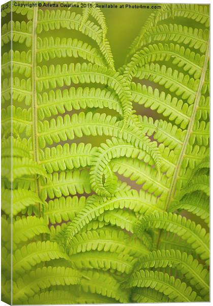 Curled fern green foliage Canvas Print by Arletta Cwalina