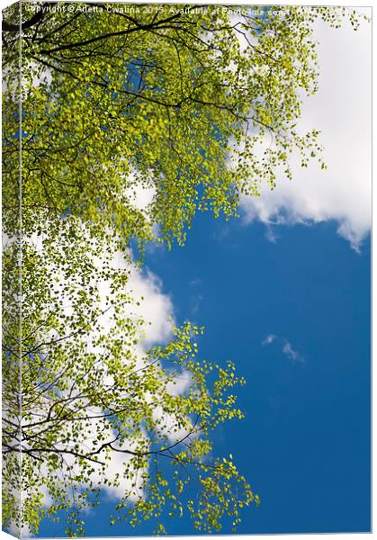 Spring birch tree leaves Canvas Print by Arletta Cwalina