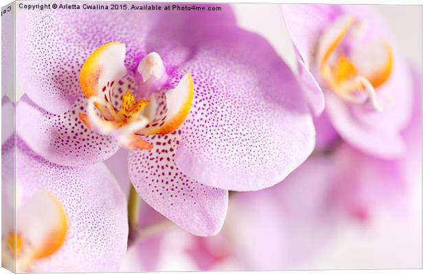 Pink spotted Orchid blooming macro Canvas Print by Arletta Cwalina