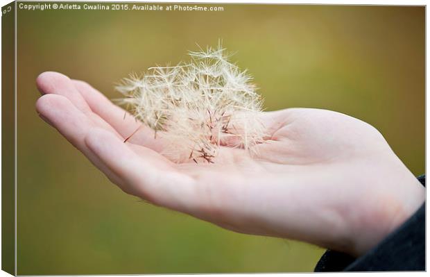 Dandelion seeds on hand closeup Canvas Print by Arletta Cwalina