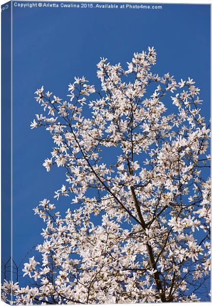 Magnolia on the blue sky Canvas Print by Arletta Cwalina