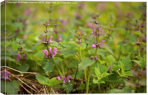 Lamium maculatum flowerets macro Canvas Print by Arletta Cwalina