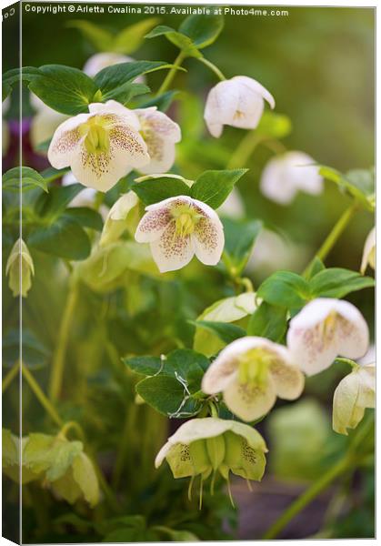 Hellebore white spotted flowers Canvas Print by Arletta Cwalina