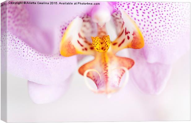 Pink spotted Orchid abstract Canvas Print by Arletta Cwalina