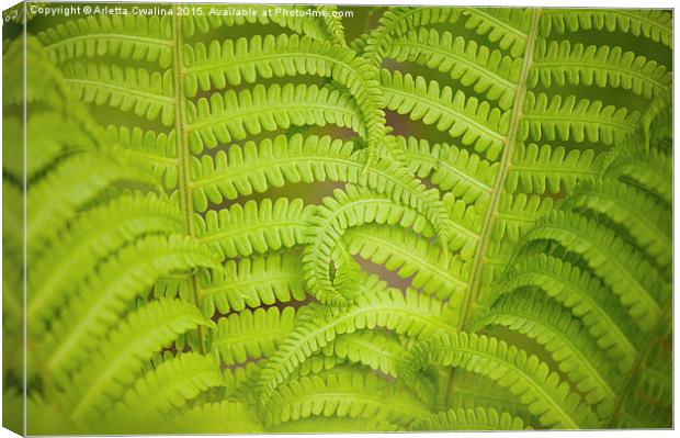 Swirled fern green foliage Canvas Print by Arletta Cwalina
