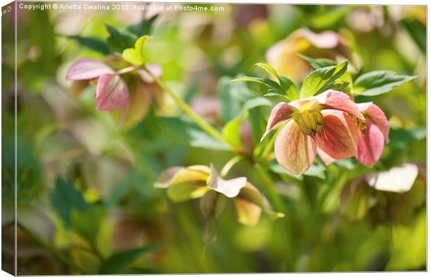 Hellebore pink blossoms closeup Canvas Print by Arletta Cwalina