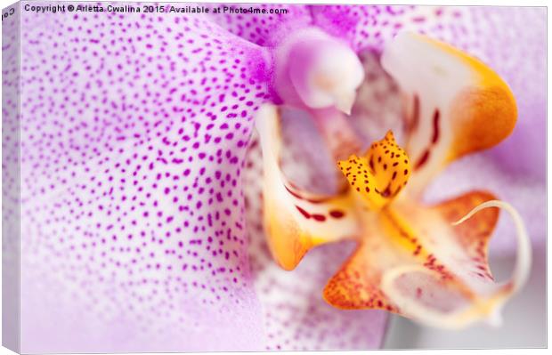 Pink spotted Orchid flower Canvas Print by Arletta Cwalina