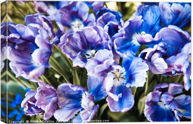 Purple blue tulips blooming abstract Canvas Print by Arletta Cwalina