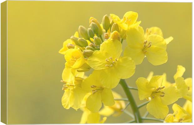  Rapeseed flower Canvas Print by Dean Merry
