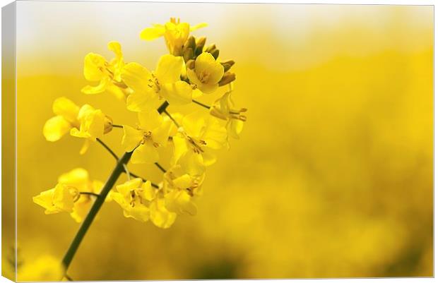  Rapeseed flower  Canvas Print by Dean Merry