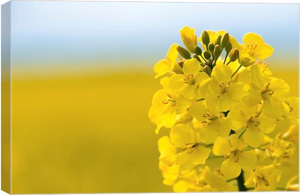 Rapeseed flower  Canvas Print by Dean Merry