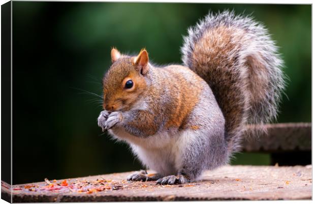 Squirrel  Canvas Print by Dean Merry