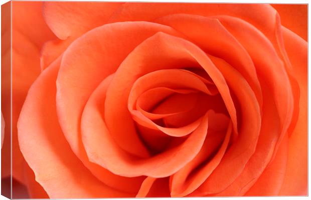 Red Rose Floribunda closeup Canvas Print by andy myatt