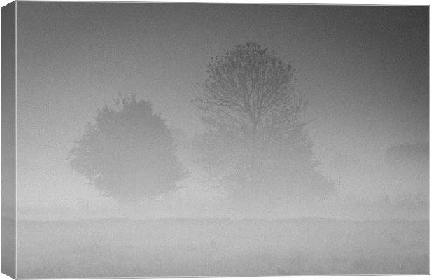 Trees in the Morning Mist Canvas Print by andy myatt