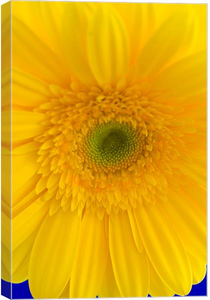 Yellow Gerbera Closeup Canvas Print by andy myatt